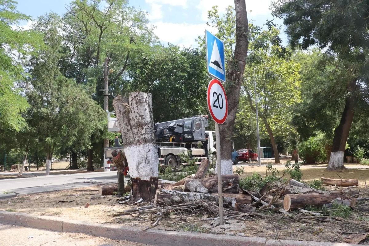 По поручению главы администрации Керчи Ивана Кошель Служба городского хозяйства приступила к масштабной вырубке аварийных тополей вдоль улицы Орджоникидзе По поручению главы администрации Керчи Ивана Кошель Служба городского хозяйства приступила к масштабной вырубке аварийных тополей вдоль улицы Орджоникидзе
