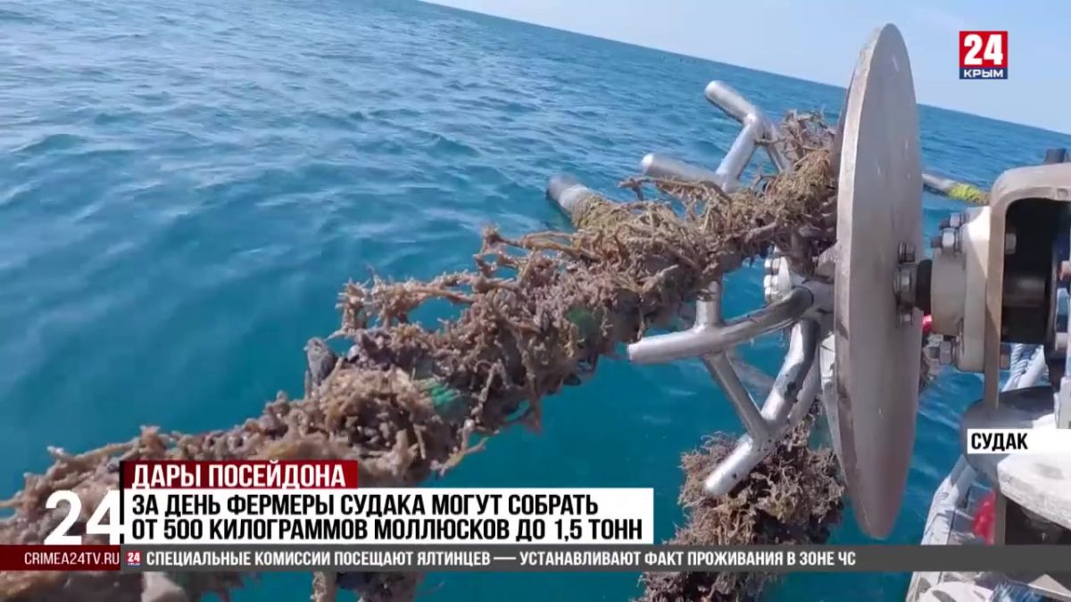 В Судаке мидийная ферма реализует до 100 тонн моллюсков