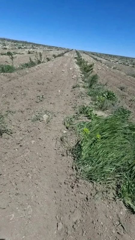 На территории лесного фонда продолжаются работы по подготовке почвы для создания лесных культур для высадки в осенний период На территории лесного фонда продолжаются работы по подготовке почвы для создания лесных культур для высадки в осенний период