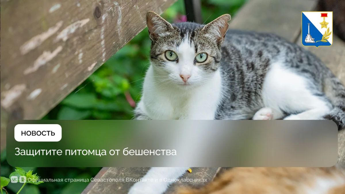Более 100 домашних питомцев вакцинировали от бешенства на этих выходных в Севастополе