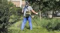 В Краснодаре выкошено более 30 тысяч гектаров амброзии