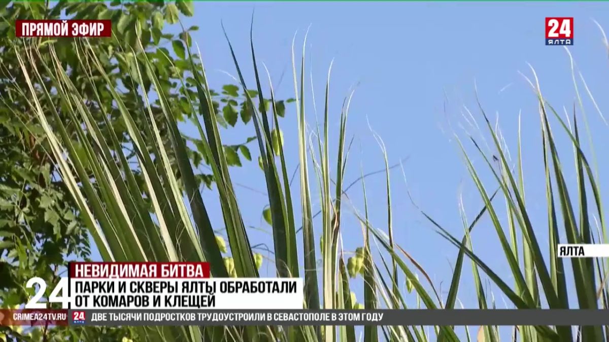 Парки и скверы Ялты обработали от комаров и клещей