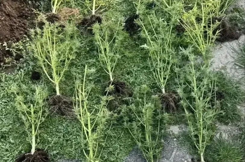 В отношении жителя Ялты возбуждено уголовное дело о культивировании конопли