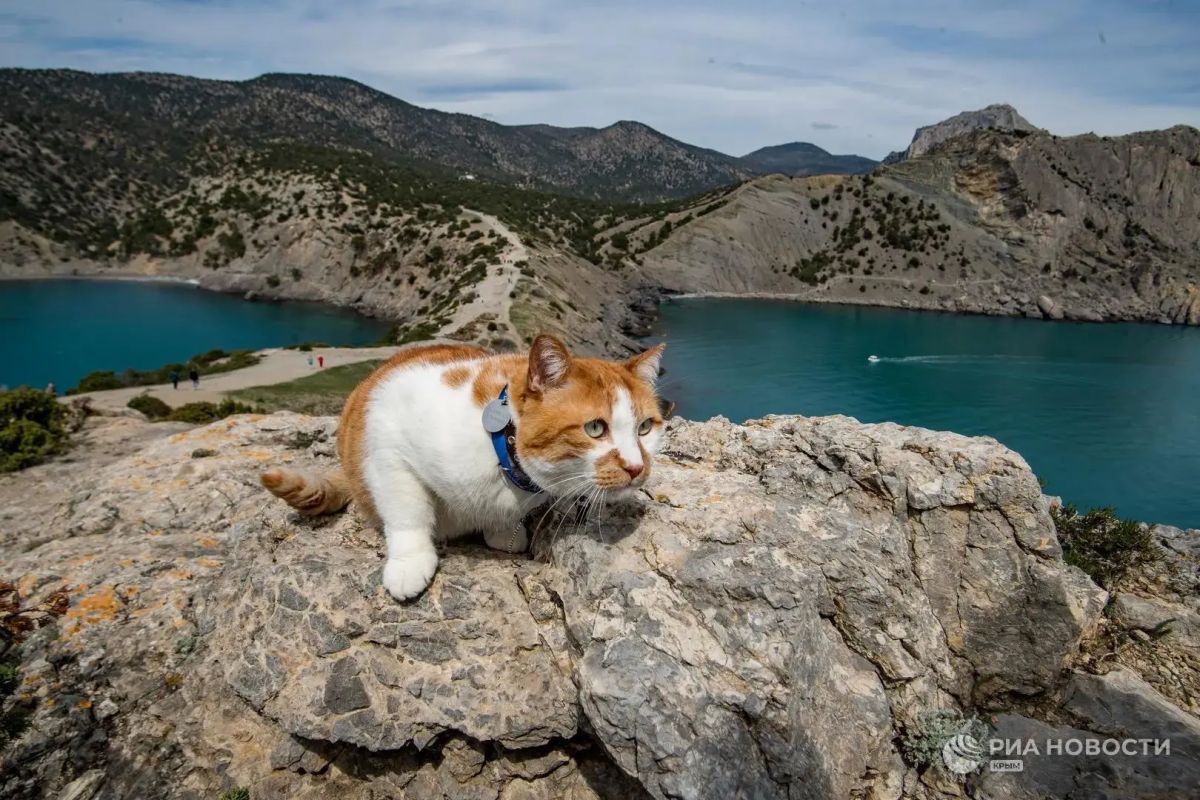 Кот Мостик: Грот, который помнит голос Шаляпина, горы, которые впитывали ароматы лучшего в мире игристого вина, созданного Голицыным, тропка, которая помнит шаги самого Николая II