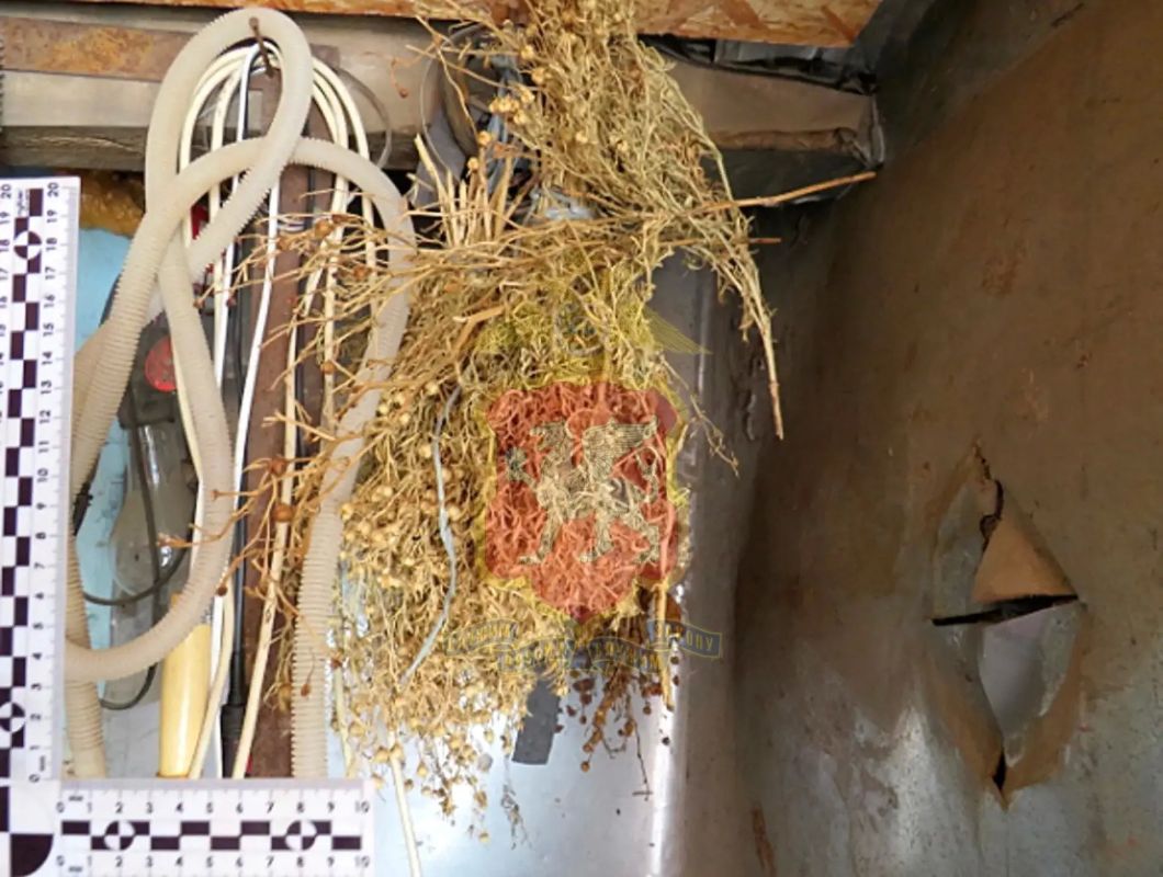 В Раздольненском районе изъяли более полукилограмма запрещённой гармалы В Раздольненском районе изъяли более полукилограмма запрещённой гармалы