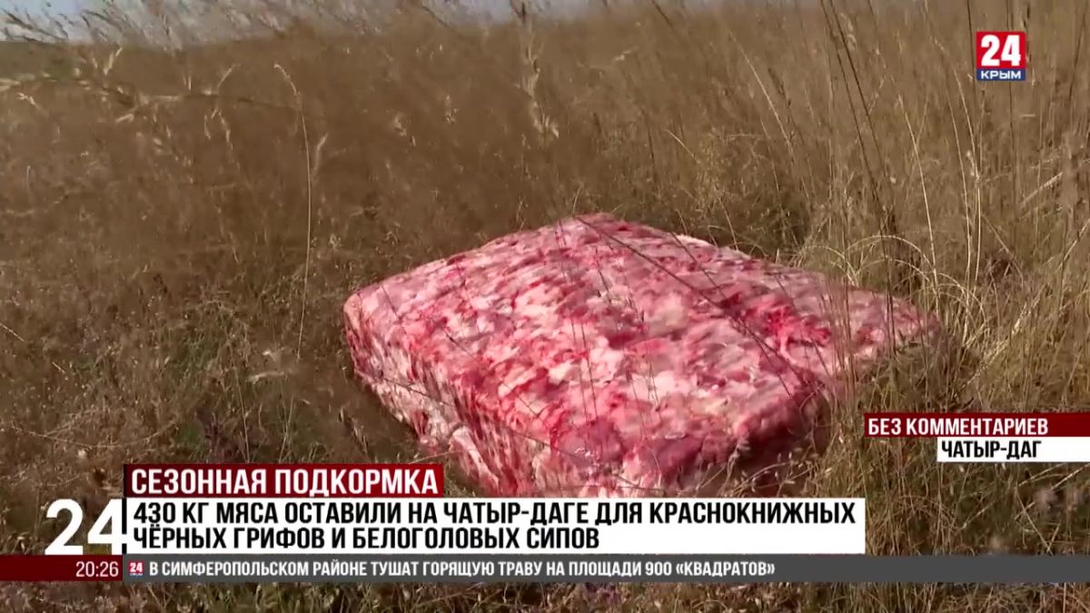 430 кг мяса оставили на Чатыр-Даге для краснокнижных чёрных грифов и белоголовых сипов