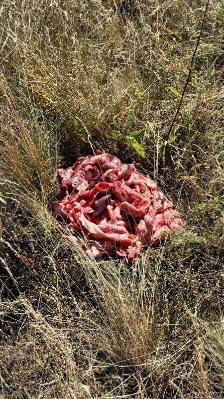 А мы снова кормим краснокнижных Чёрных грифов и Белоголовых сипов на г.Чатыр- Даг А мы снова кормим краснокнижных Чёрных грифов и Белоголовых сипов на г.Чатыр- Даг