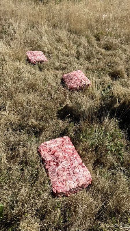 А мы снова кормим краснокнижных Чёрных грифов и Белоголовых сипов на г.Чатыр- Даг А мы снова кормим краснокнижных Чёрных грифов и Белоголовых сипов на г.Чатыр- Даг