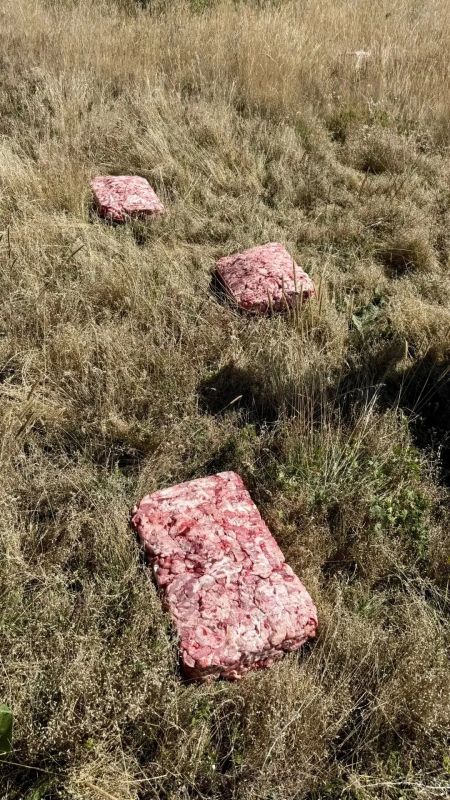 На Чатыр-Даге прошла подкормка краснокнижных птиц На Чатыр-Даге прошла подкормка краснокнижных птиц