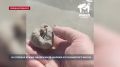 На пляжах Крыма обнаружили шарики из пальмового масла