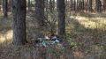 Порядка 600 гектаров лесных территорий очистили от мусора в Симферополе