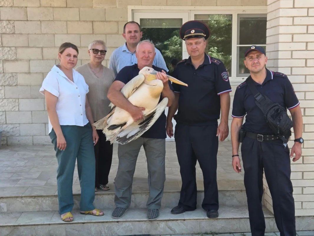 Раненому розовому пеликану из Ростовской области оказали помощь