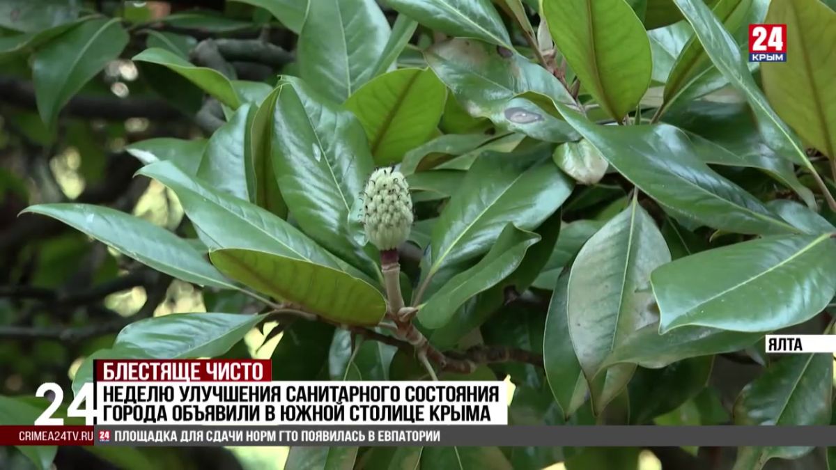 Неделю улучшения санитарного состояния города объявили в Ялте