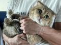 Актёр из «Метода» и «СашаТаня» потерял кота на вокзале в Керчи
