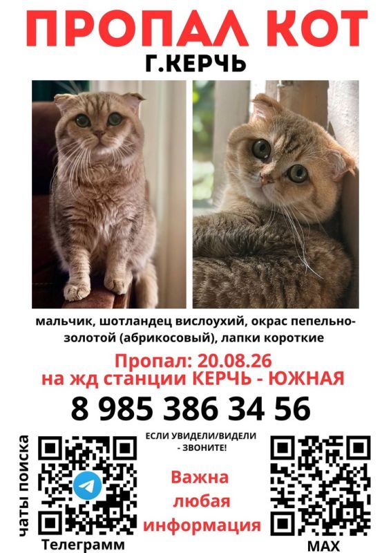 Видели похожего на Сильку: в Керчи ищут сбежавшего от московского артиста породистого кота Видели похожего на Сильку: в Керчи ищут сбежавшего от московского артиста породистого кота