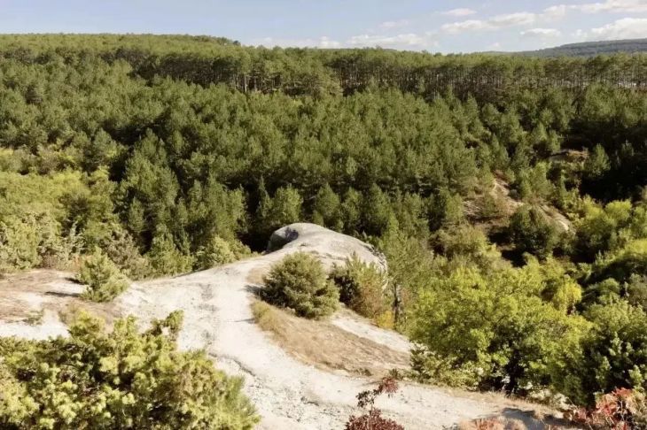 В Крыму пересмотрят границы защитных лесов