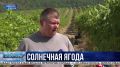 27 тысяч тонн винограда соберут аграрии Севастополя