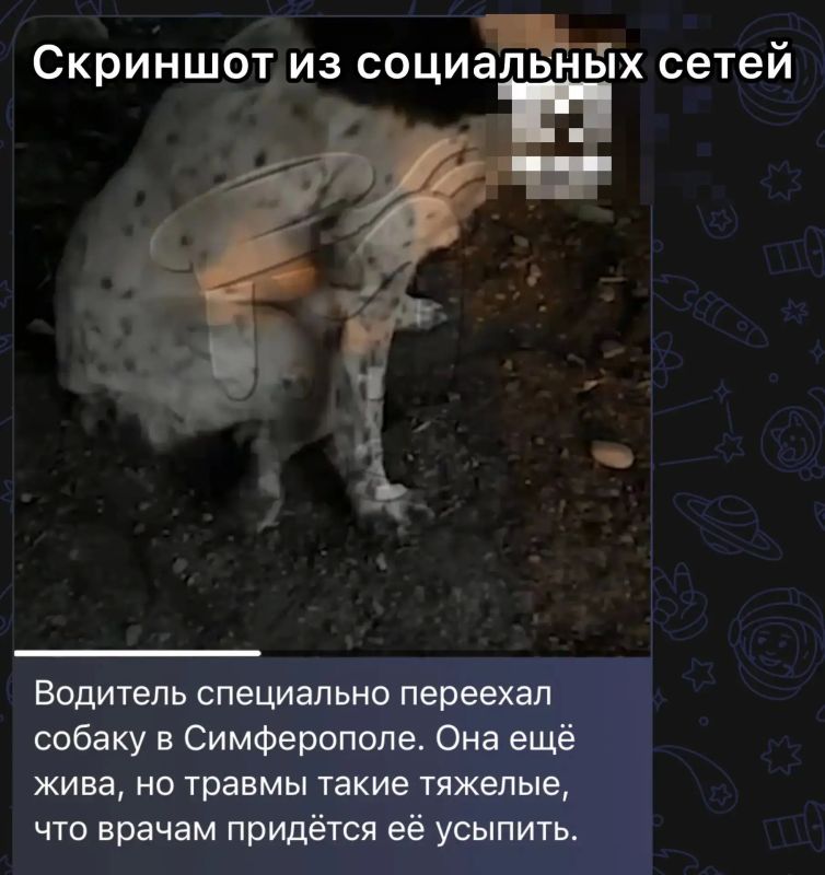 В ходе мониторинга медиапространства сотрудники полиции выявили публикацию, автор которой сообщает о том, что неизвестный водитель специально переехал собаку в Симферополе