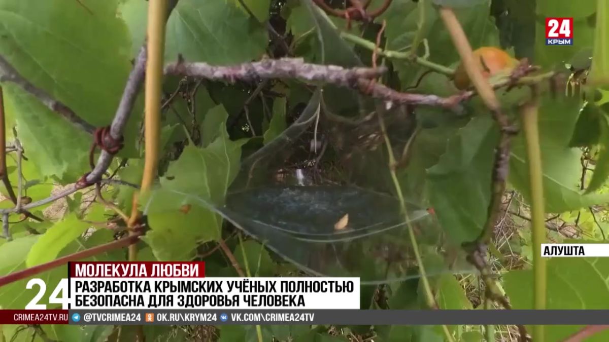 Искусственные феромоны пестрянки виноградной синтезировали крымские учёные