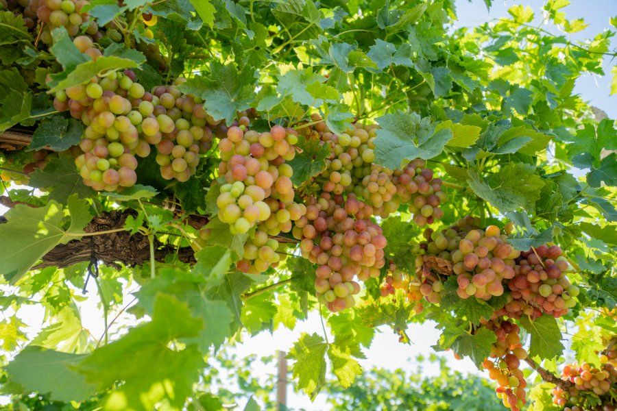 В Севастополе начался сбор столового винограда: продукция уже поступает на местные рынки В Севастополе начался сбор столового винограда: продукция уже поступает на местные рынки