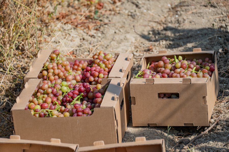 В Севастополе начался сбор столового винограда: продукция уже поступает на местные рынки В Севастополе начался сбор столового винограда: продукция уже поступает на местные рынки
