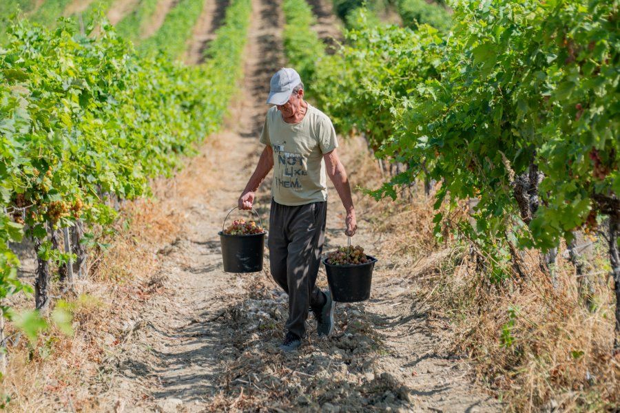 В Севастополе начался сбор столового винограда: продукция уже поступает на местные рынки В Севастополе начался сбор столового винограда: продукция уже поступает на местные рынки