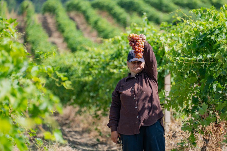 В Севастополе начался сбор столового винограда: продукция уже поступает на местные рынки