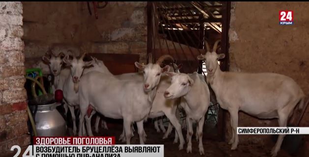 Больше шестисот тысяч сельскохозяйственных животных вакцинировали в Крыму с начала года