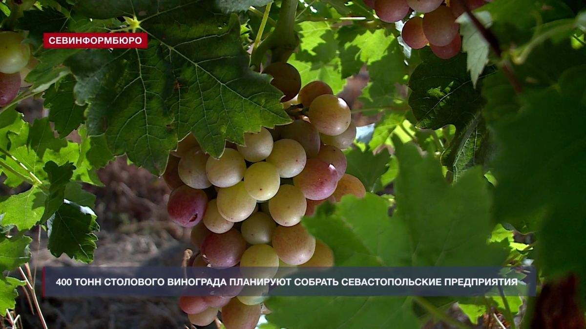 Основные события недели в Севастополе: 24 – 30 августа Основные события недели в Севастополе: 24 – 30 августа