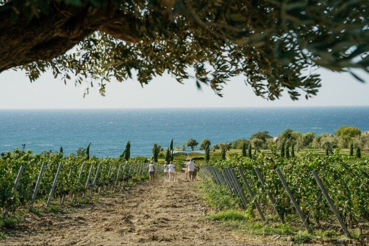 WINEPARK получил сертификат органического производства на виноградник WINEPARK получил сертификат органического производства на виноградник