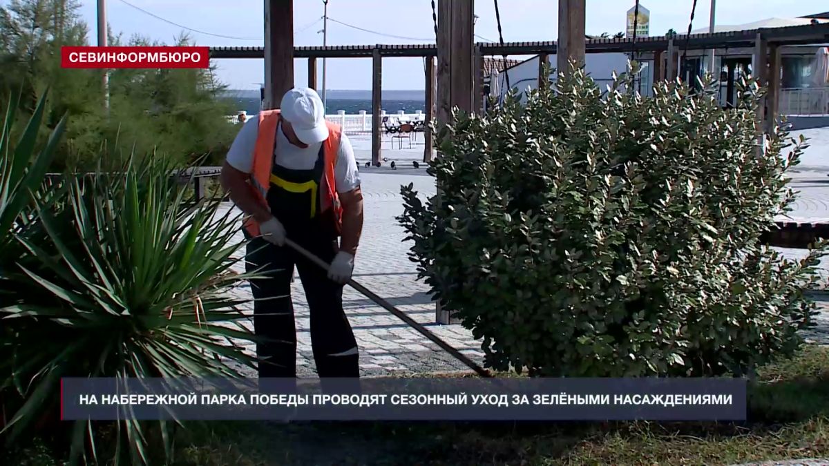 На набережной Парка Победы в Севастополе проводят сезонный уход за зелёными насаждениями
