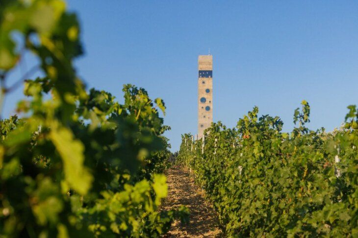 WINEPARK получил сертификат органического производства на виноградник WINEPARK получил сертификат органического производства на виноградник