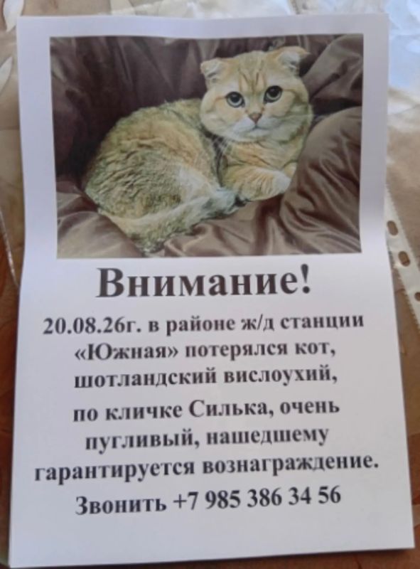 Поиски Сильки в Керчи продолжаются: звезда «Метода» бросает съемки ради спасения кота Поиски Сильки в Керчи продолжаются: звезда «Метода» бросает съемки ради спасения кота