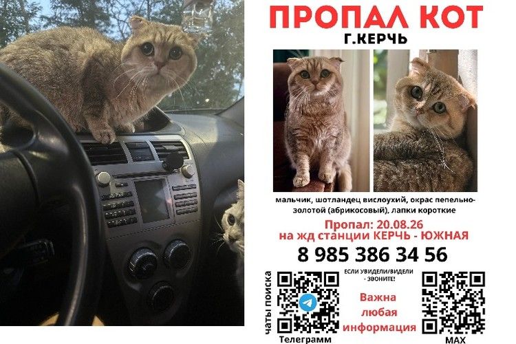 Поиски Сильки в Керчи продолжаются: звезда «Метода» бросает съемки ради спасения кота Поиски Сильки в Керчи продолжаются: звезда «Метода» бросает съемки ради спасения кота