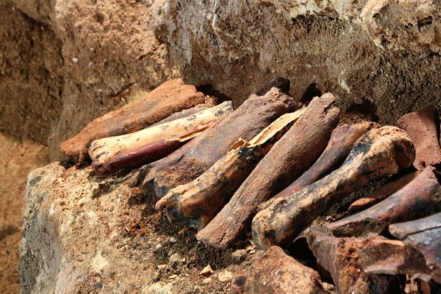 В пещере в Крыму за восемь лет нашли три тонны костей доисторических животных