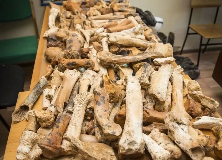 Бедро гигантского страуса и неизвестный вид антилопы: главные открытия в крымской пещере «Таврида» в Крыму Бедро гигантского страуса и неизвестный вид антилопы: главные открытия в крымской пещере «Таврида» в Крыму