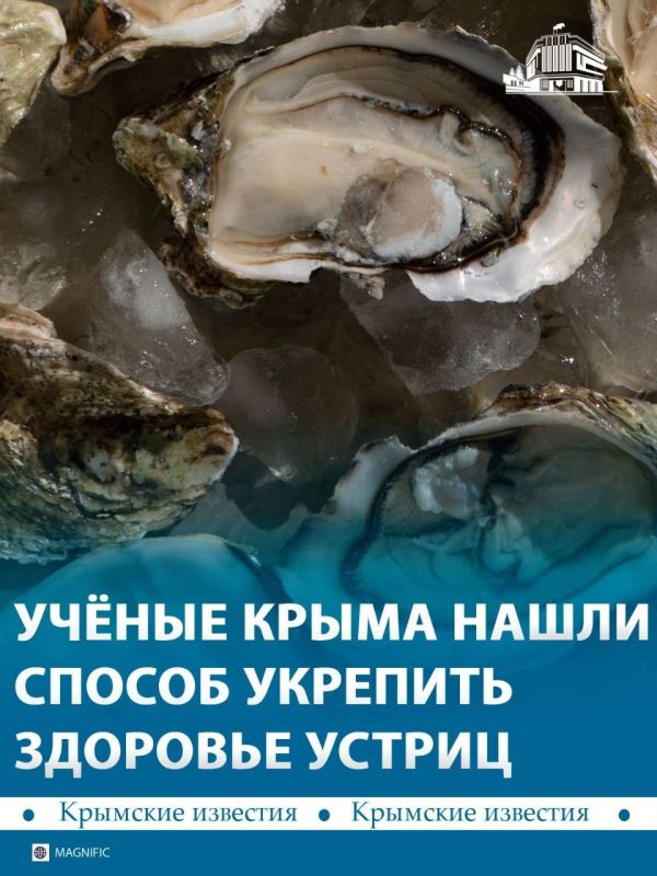 Добавка из водоросли спирулины помогает устрицам справляться со стрессом и укрепляет их здоровье, выяснили крымские учёные