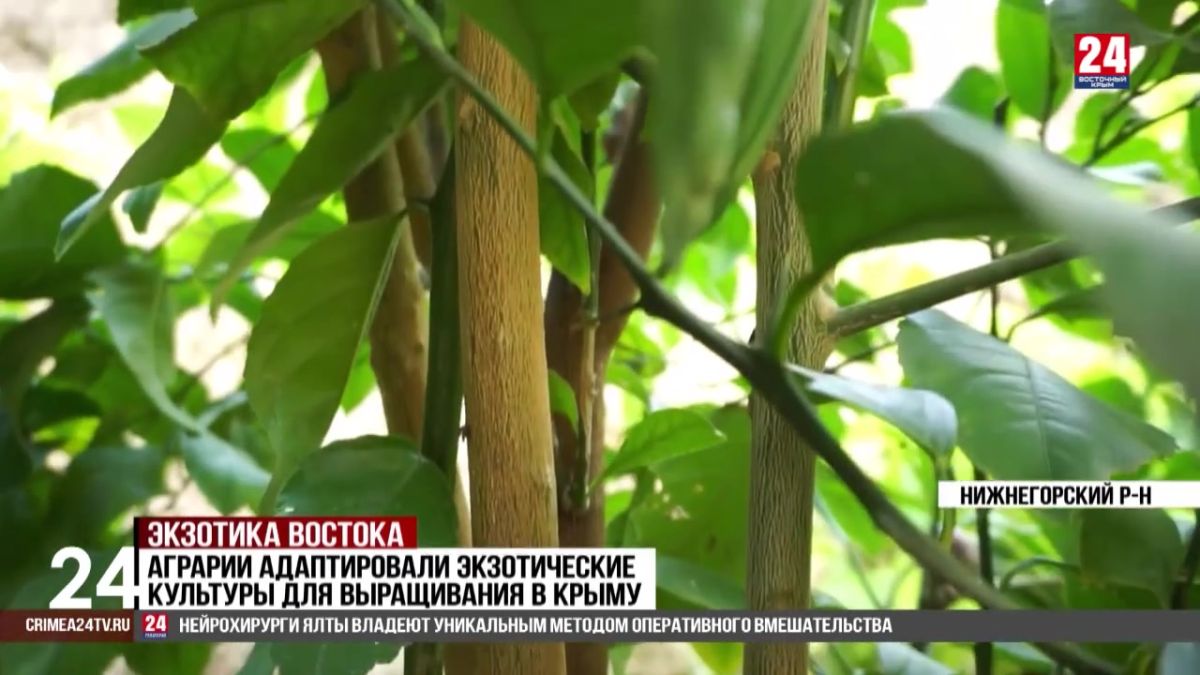 Аграрии Нижнегорского района адаптировали экзотические культуры для выращивания в Крыму