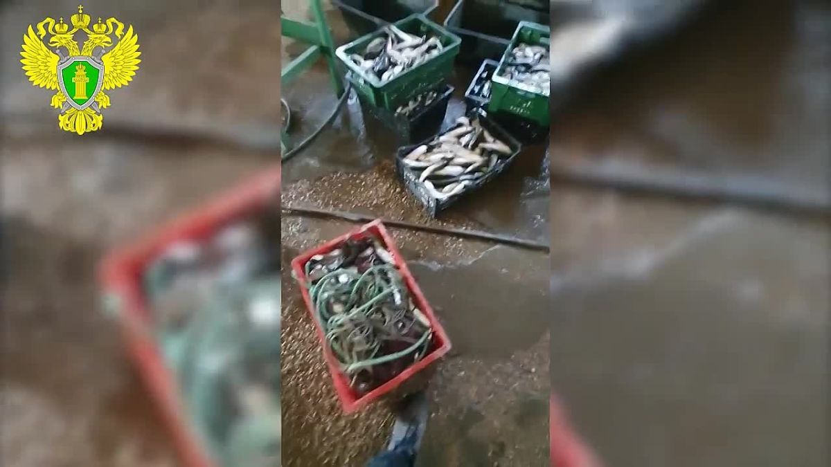 7 миллионов рублей ущерба – в Севастополе осудили четырех мужчин за незаконный вылов кефали