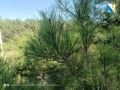 Конная полиция и лесники патрулируют севастопольские леса