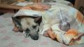 Пропавших питомцев в России будут искать по цифровому поисковому сервису