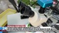 Крымские учёные разработали природный препарат, который уничтожает вредителей на молекулярном уровне