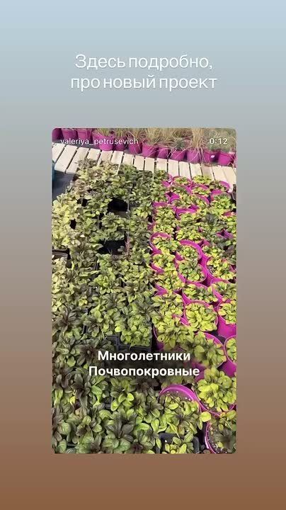 Валерия Петрусевич: Питомник трав в Крыму!. В нашем питомнике собрали большую коллекцию растений для красивого сада: разнообразные злаки, цветущие и почвопокровные травы, множество видов мяты и тимьяна