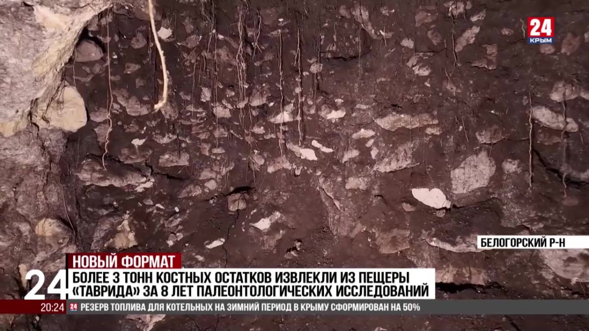 Более 3 тонн костных остатков извлекли из пещеры «Таврида» за 8 лет палеонтологических исследований
