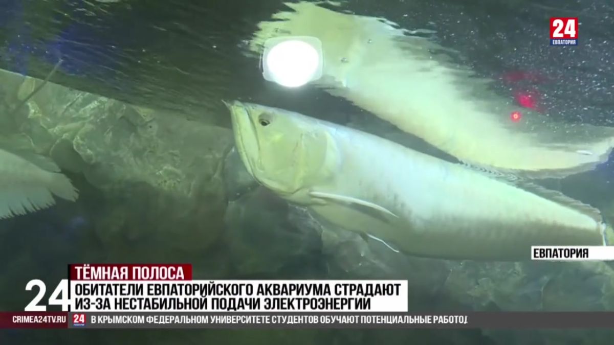Обитатели Евпаторийского аквариума страдают из-за нестабильной подачи электроэнергии