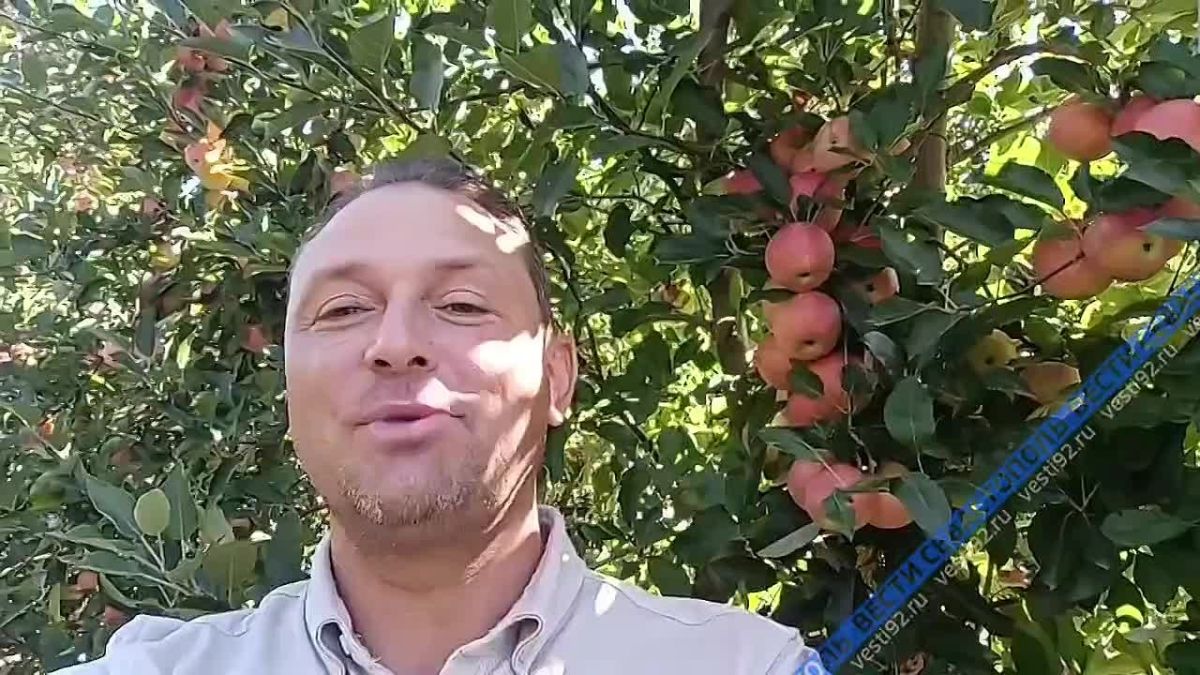 В Севастополе собирают долгожданный урожай яблок