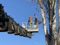 В центре Керчи оперативно снесли старый тополь