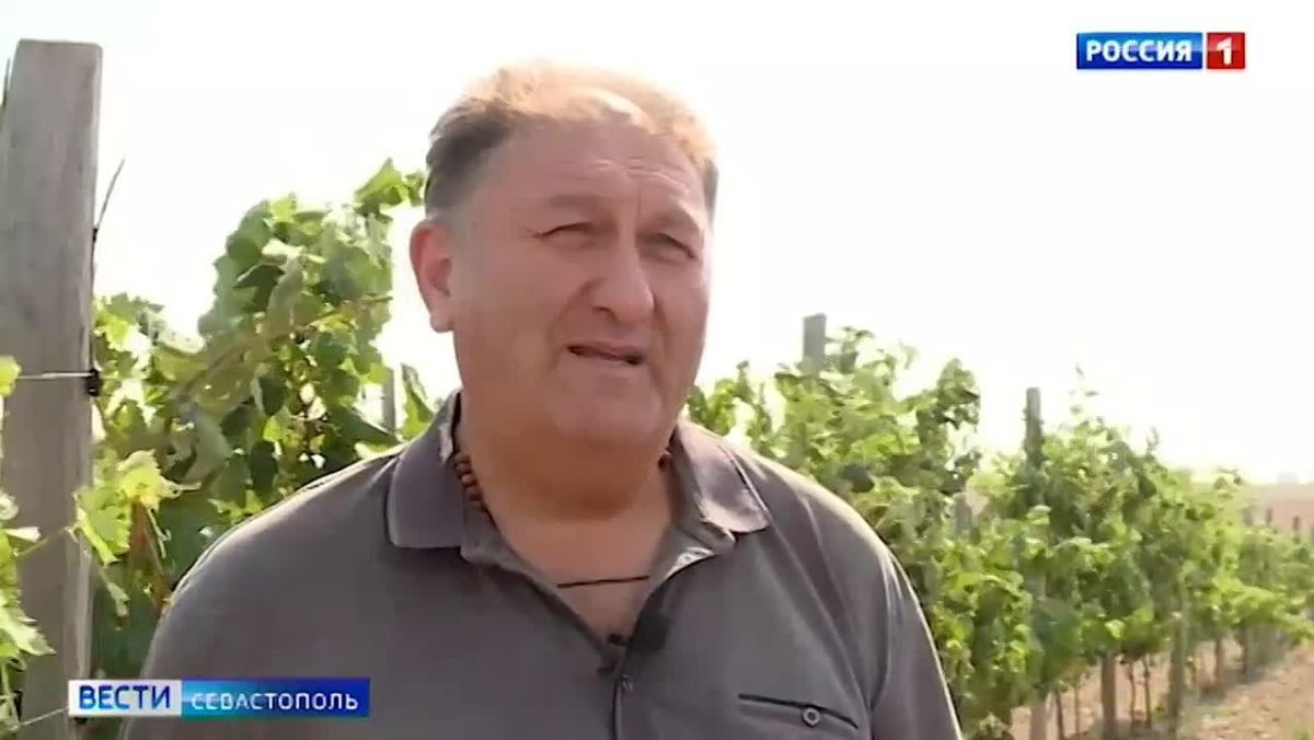 Масштабная инвентаризация виноградников в регионе стартовала в прошлом году