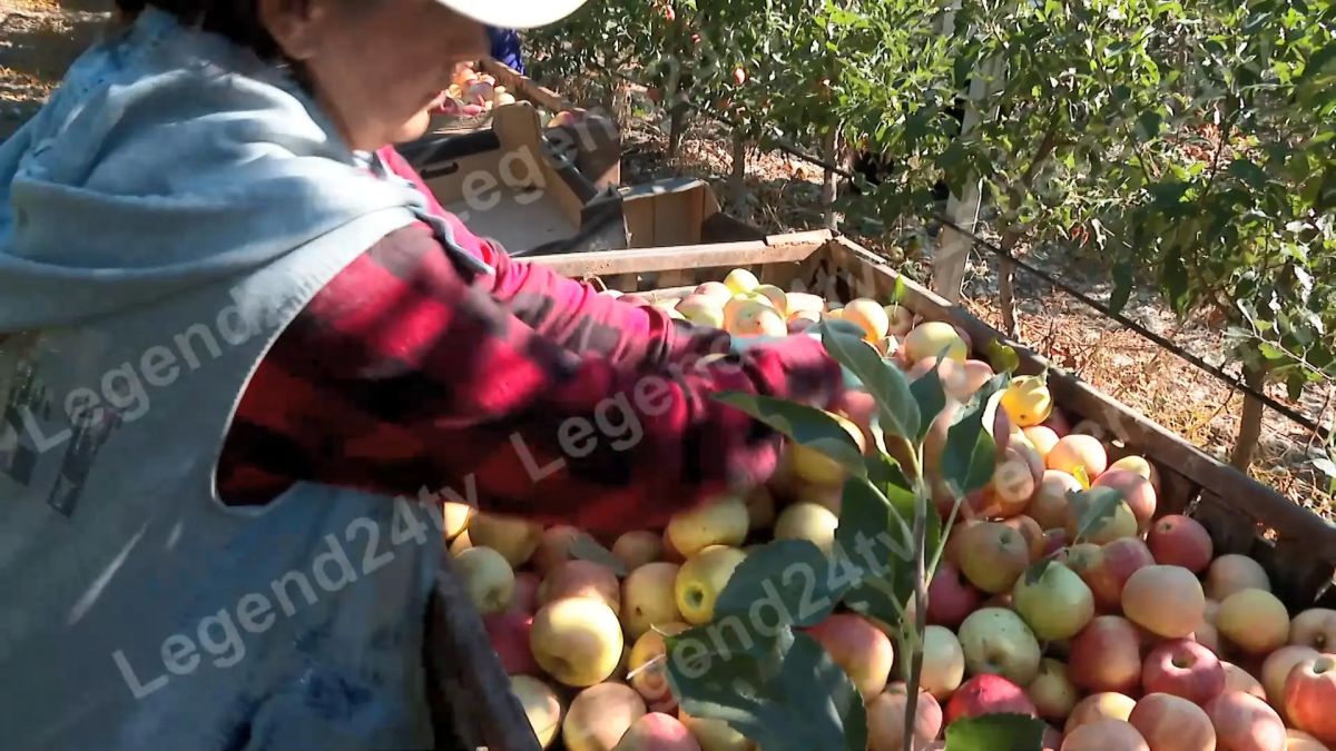 1200 тонн яблок планируют собрать аграрии Севастополя до ноября Сезон стартовал с уборки фруктов сорта «Гала» и «Чемпион». Всего в садах региона произрастает больше 8 видов. В работе задействовано 20 сотрудников предприятия... 1200 тонн яблок планируют собрать аграрии Севастополя до ноября Сезон стартовал с уборки фруктов сорта «Гала» и «Чемпион». Всего в садах региона произрастает больше 8 видов. В работе задействовано 20 сотрудников предприятия...