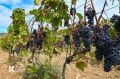 В Крыму недосчитались 1,3 млн кустов винограда